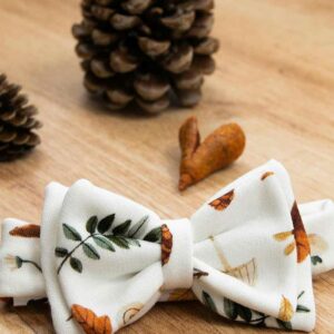 κορδέλα μανιταροχώρα